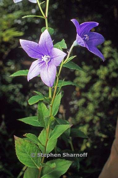 platycodon grandiflorus 6 graphic